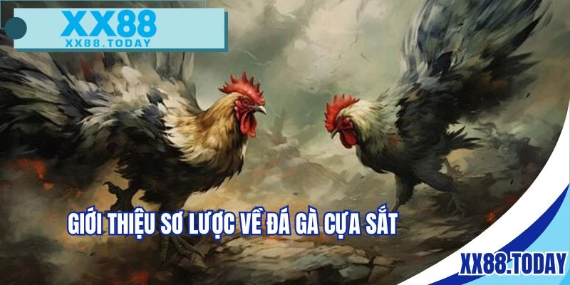 Đá gà cựa sắt là sự lựa chọn ưu tiên của nhiều người