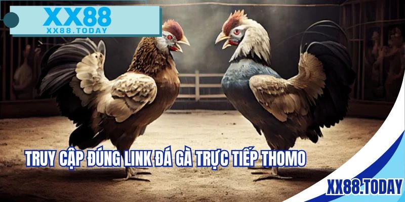 Truy cập chuẩn link trực tiếp đá gà Thomo 
